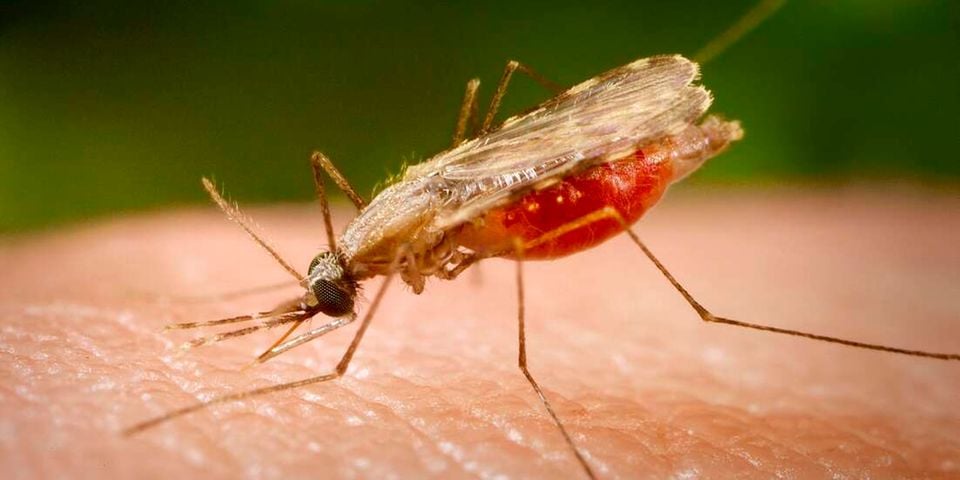 Taking down malaria’s bodyguards: Scientists target parasite’s secret defence system