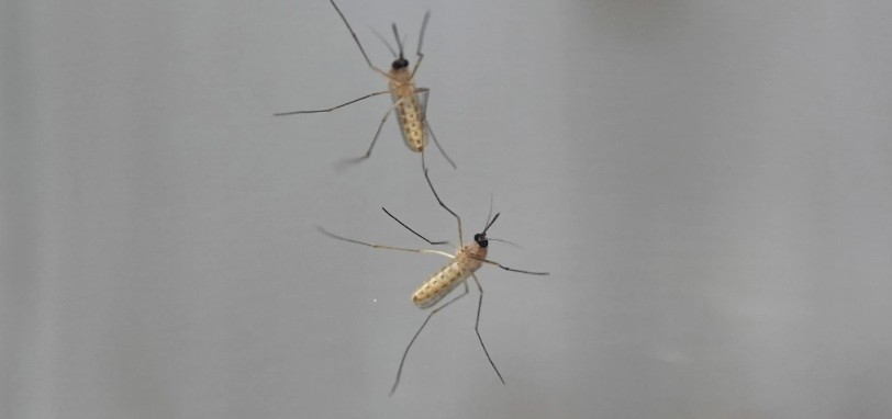 Africa faces looming malaria crisis as funding cuts threaten to reverse progress
