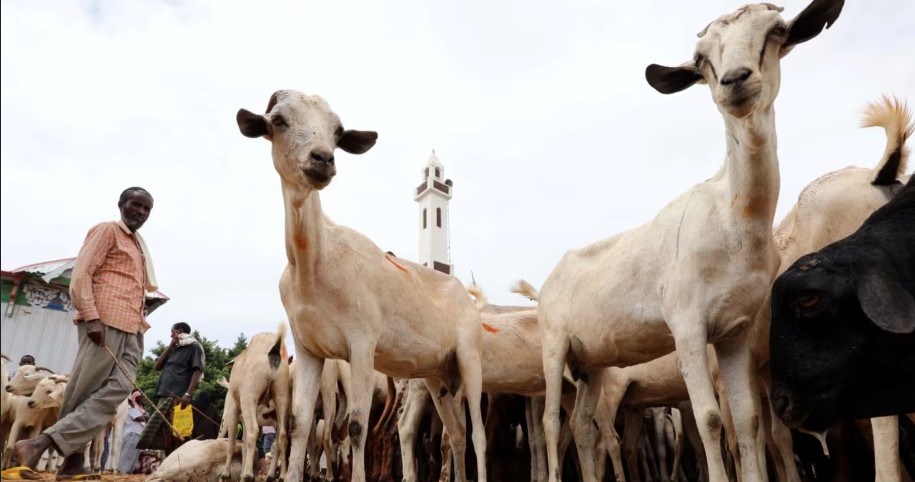 Somalia’s livestock exports set to top Sh129 billion as war and bans hit rivals