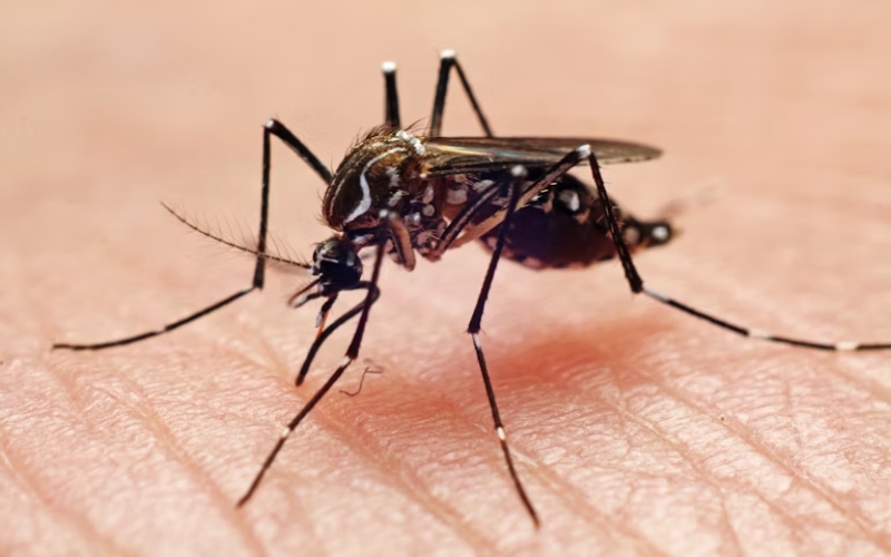 How changing weather patterns fuel Rift Valley Fever transmission