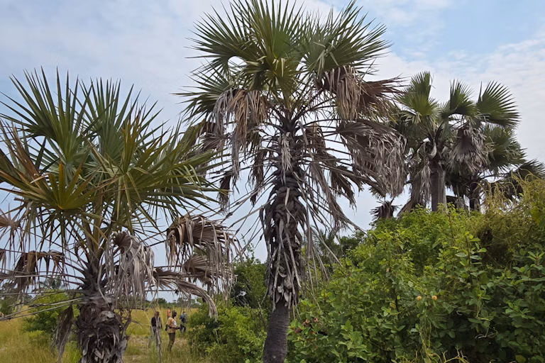 Palm trees in Africa are in decline: These botanists made a plan to do something about it
