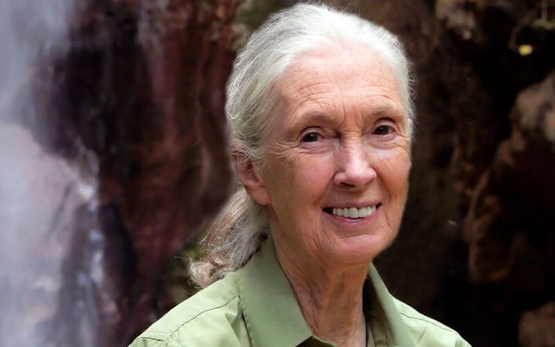Jane Goodall, the gentle disrupter whose research on chimpanzees redefined what it meant to be human