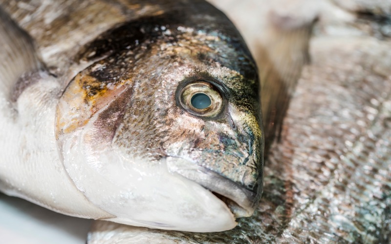 Contaminated water from River Kibos blamed for fish deaths at Dunga Beach