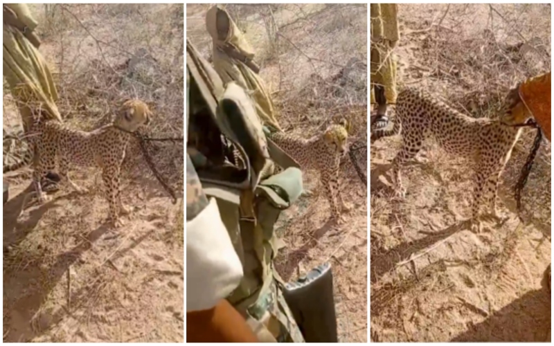 KWS rescues cheetah cub raised by woman in Garissa