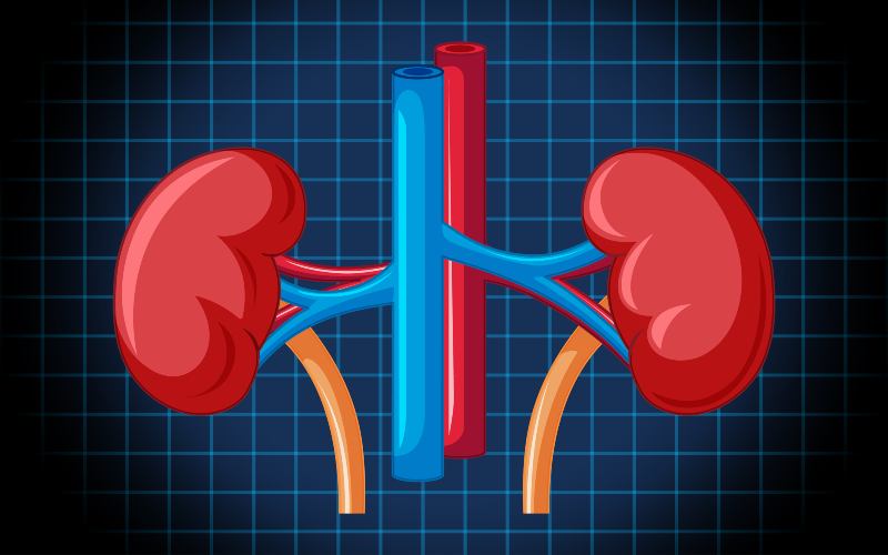 Kidney transplant breakthrough could save thousands waiting for compatible donors