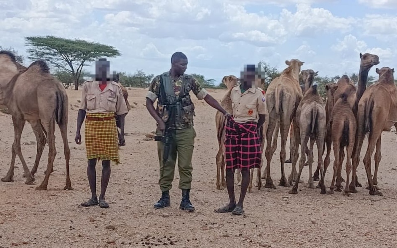 Police recover stolen camels in Turkana after coordinated operation