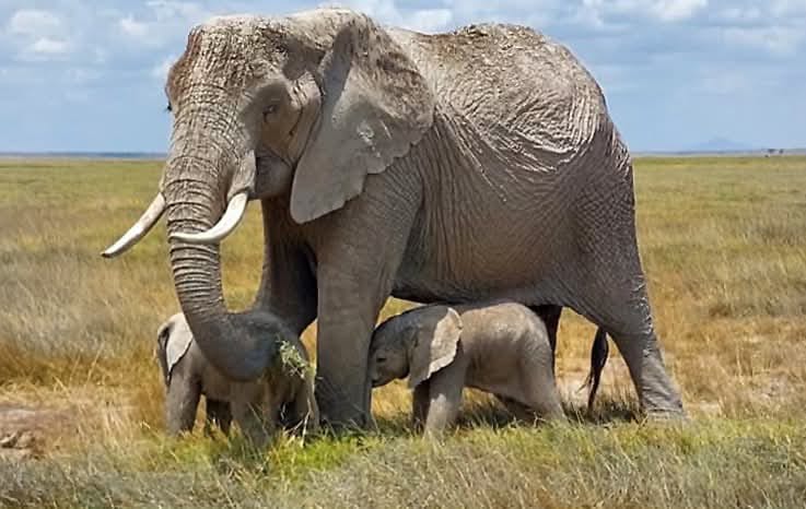 Amboseli National Park welcomes rare twin elephant calves