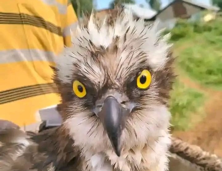 Rare Russian Osprey rescued in Siaya after epic migration to Lake Victoria