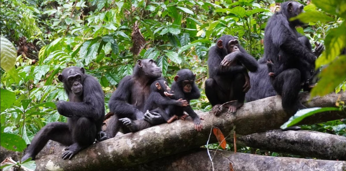 New discovery reveals chimpanzees in Uganda use flying insects to tend their wounds