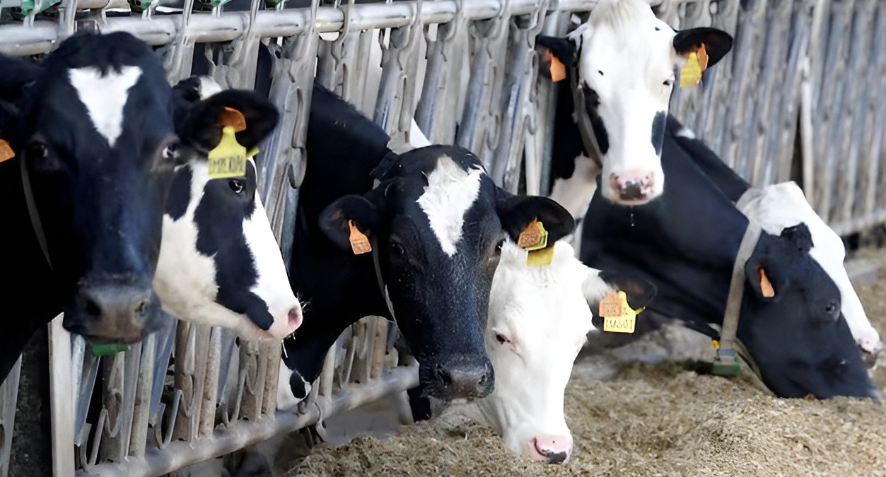 Kenya’s ban on Ugandan dairy products sparks Sh132 billion export surge to Nigeria