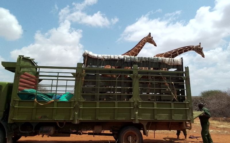 Wajir conservationists demand probe into relocation of orphaned giraffes to Nanyuki