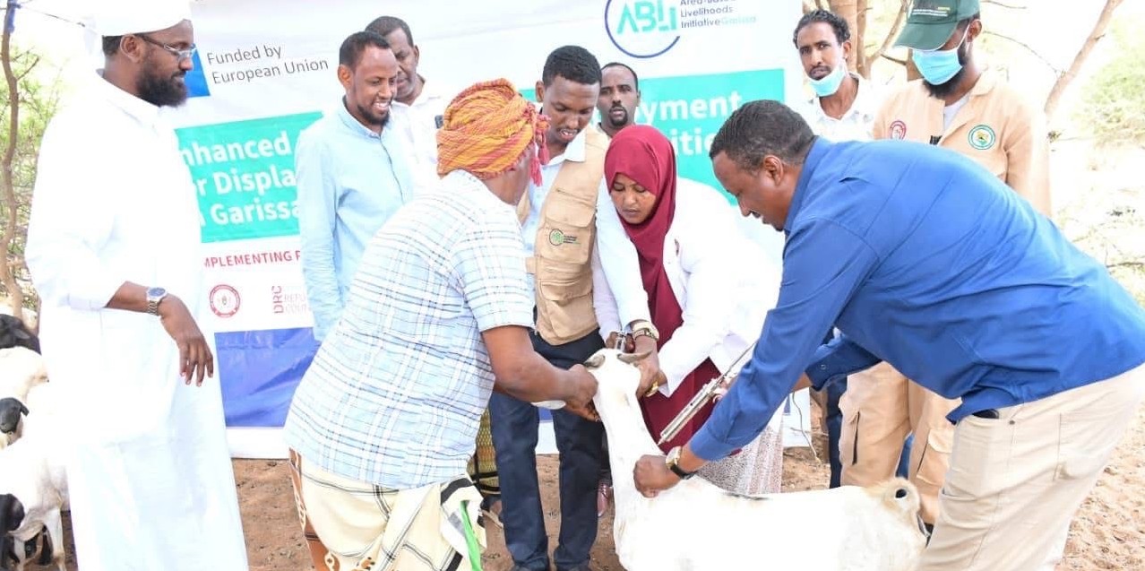 Over 170,000 livestock targeted as Mandera and Garissa ramp up vaccination drives