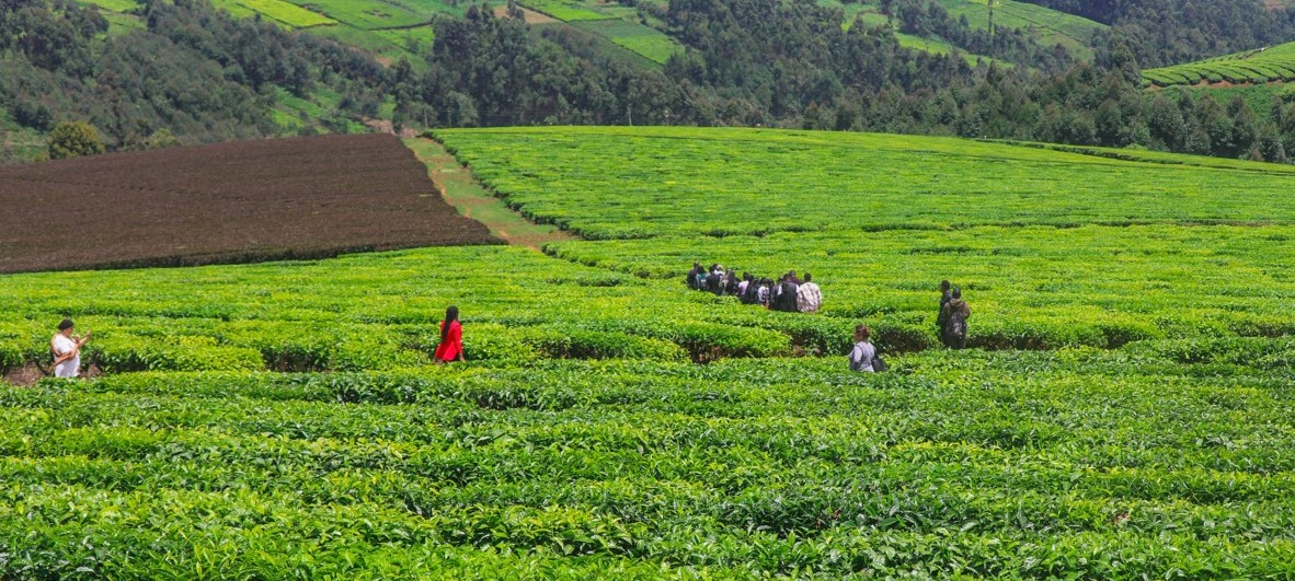 Kiambu’s green gold: Limuru tea estates becoming top destination for tourists and influencers