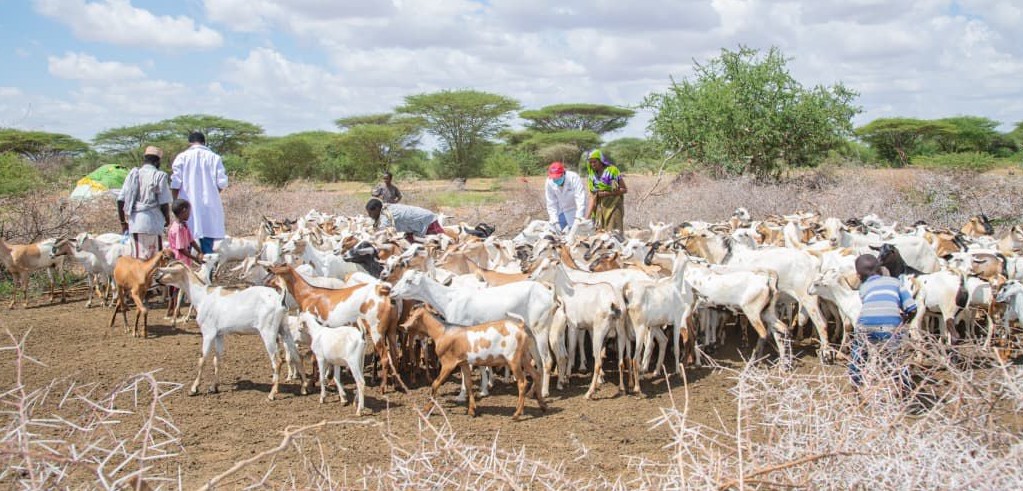 Garissa launches digital livestock vaccination drive to boost pastoralist resilience
