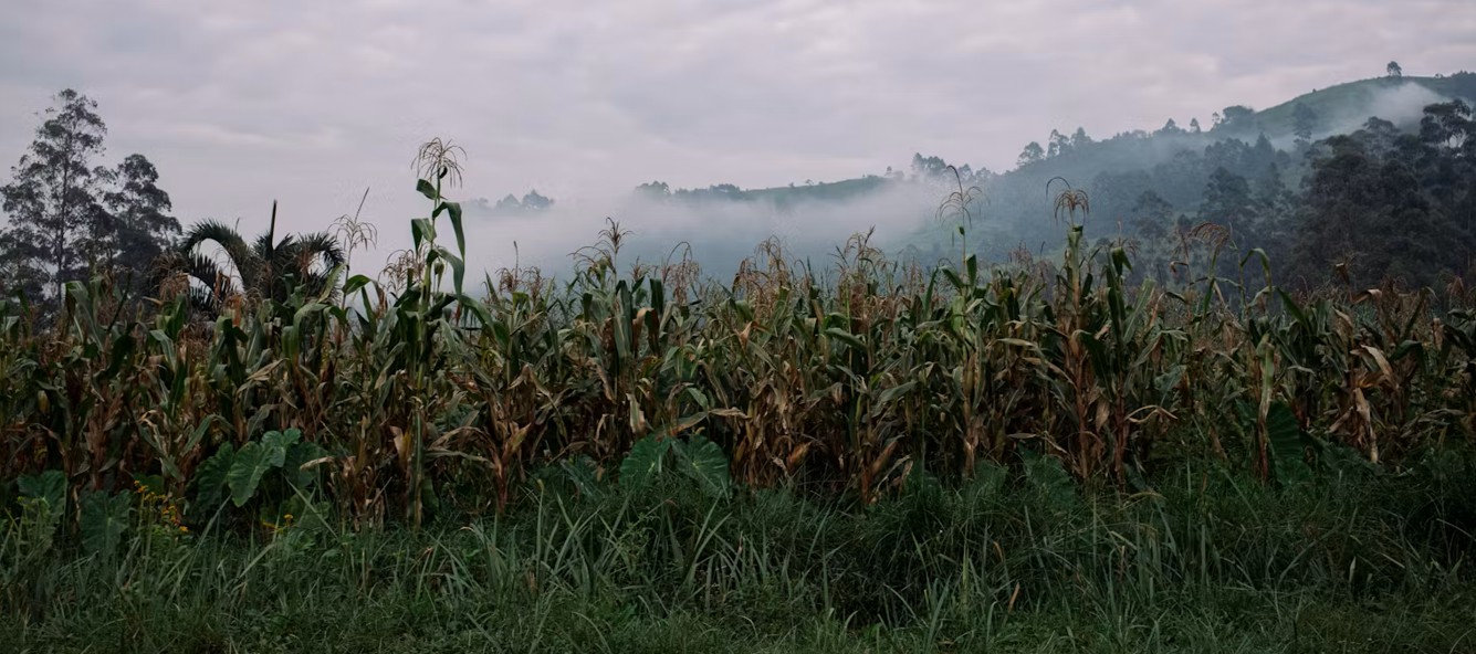 Africa’s food security challenge: G20 calls for boost in trade and sustainable farming solutions