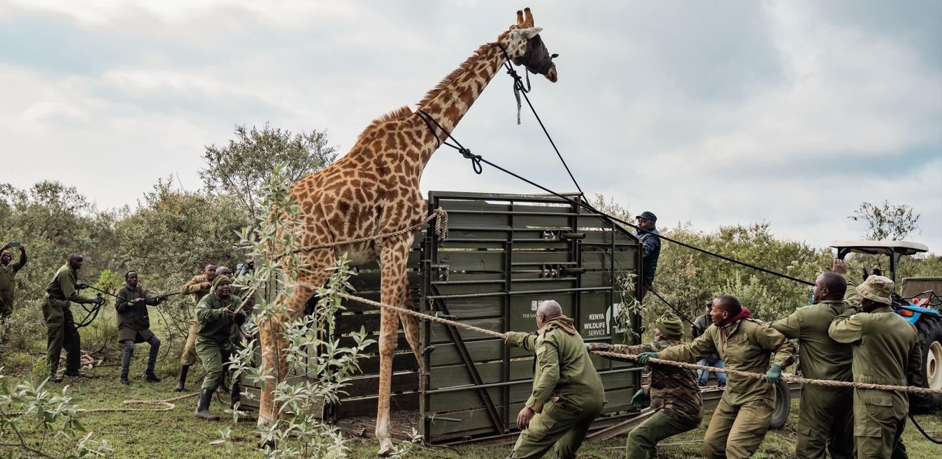 Rescue mission launched to save Masai giraffes trapped by fences in Naivasha