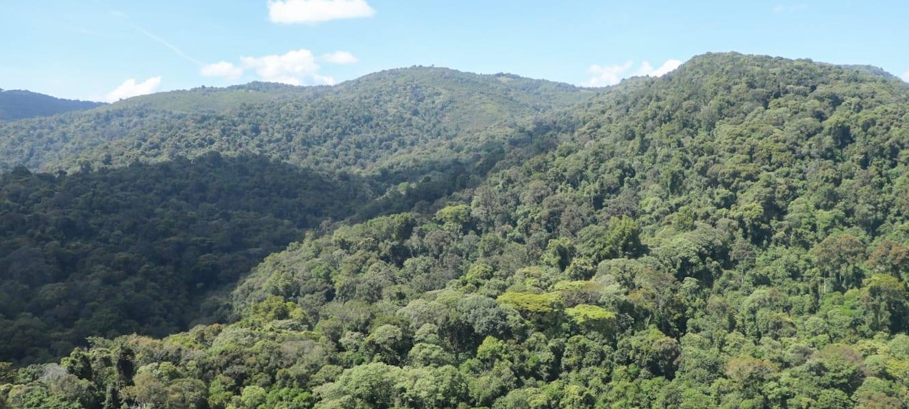 New KIPPRA report exposes the hidden weaknesses crippling Kenya’s forest industry