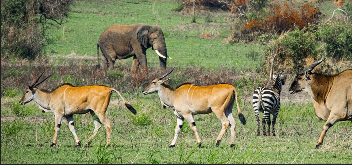 Study in Botswana, Mauritius, Rwanda finds luxury tourism poses risks to African economies