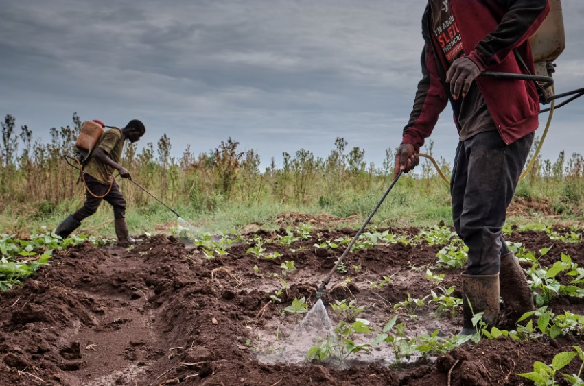 Banned EU pesticides harming Kenyan farmers, report warns