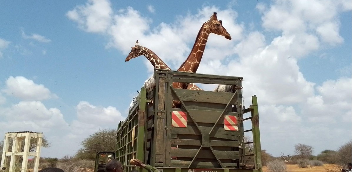 KWS moves reticulated Somali giraffes from Wajir to Nanyuki in major conservation effort