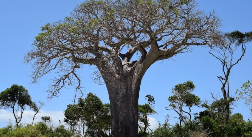 Inside the secret life of baobabs and the night creatures that keep them alive