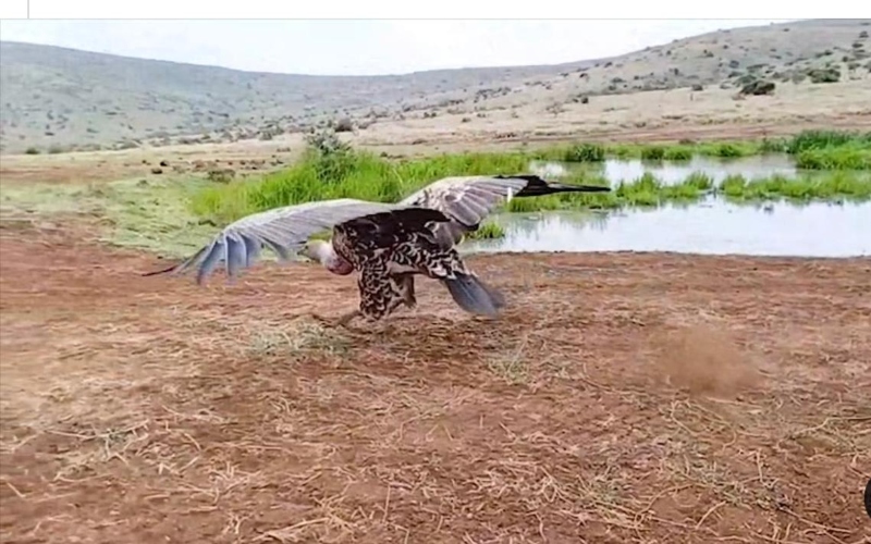 Lewa, KWS launch vulture tracking project to boost raptor conservation