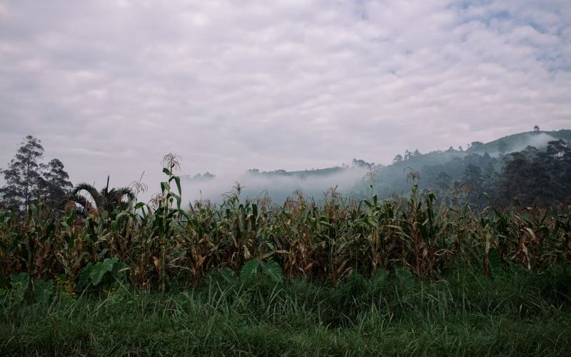 What will it take to make Africa food secure? G20 group points to trade, resilient supply chains and sustainable farming