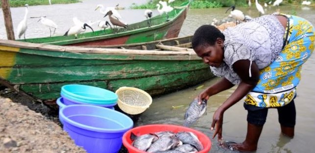 Lake Victoria Fish farming booming but pollution and disease are wiping out millions: How to reduce losses