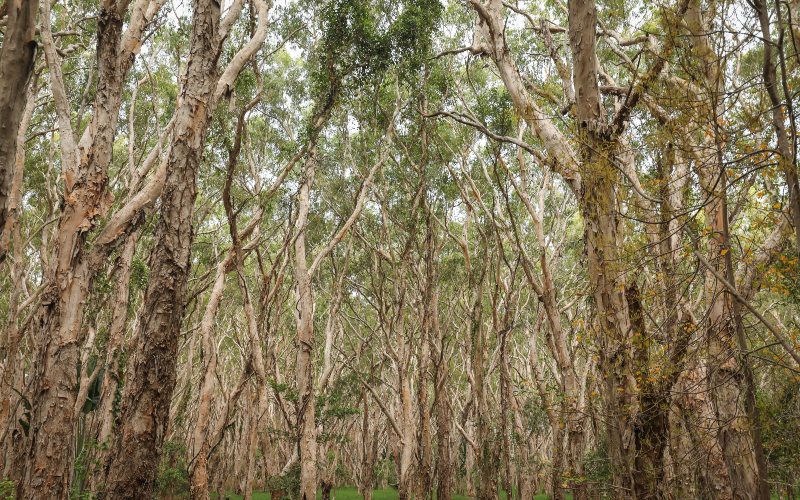 Court bans eucalyptus planting near water sources nationwide