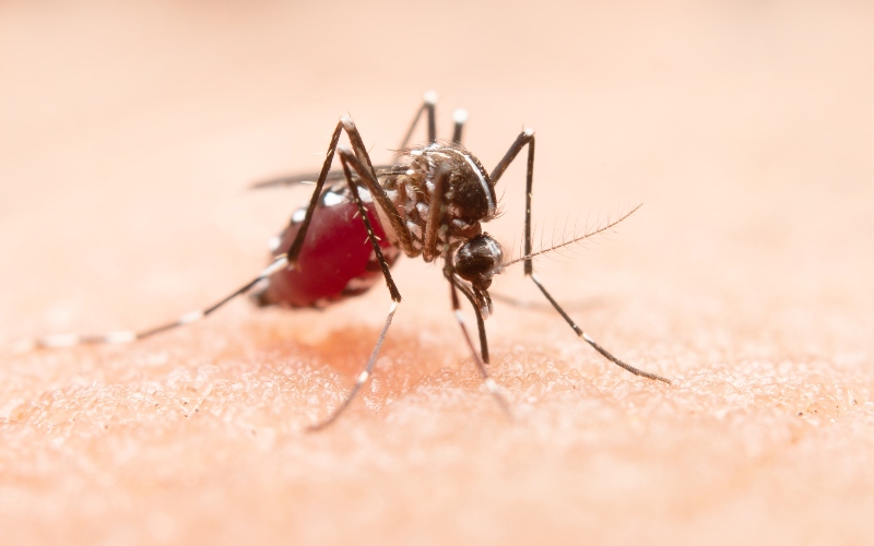 Study warns climate shifts could widen malaria risk across Africa