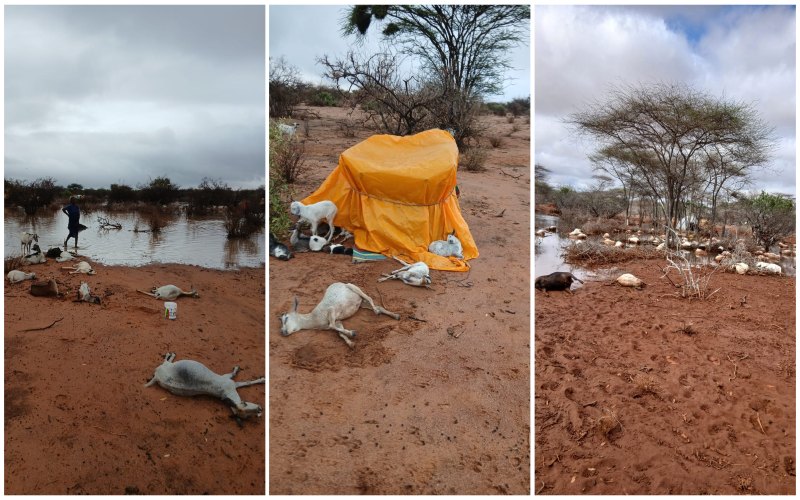 Rain turns deadly in Garissa, killing over 500 livestock