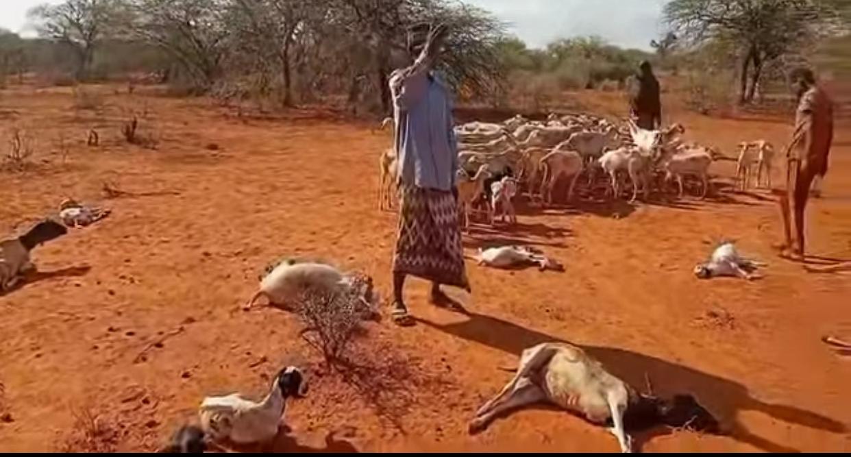 Mandera herders lose livestock and hope as Governor Mohamed Khalif announces emergency relief measures