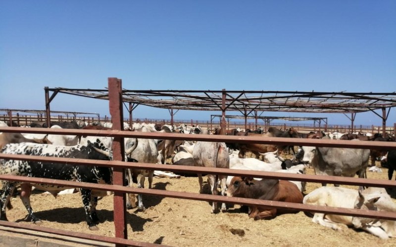 Sudanese herders struggle to safeguard livestock amid devastating war