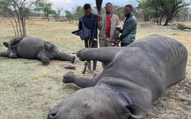 INTERPOL operation nets thousands of protected animals, plants and timber