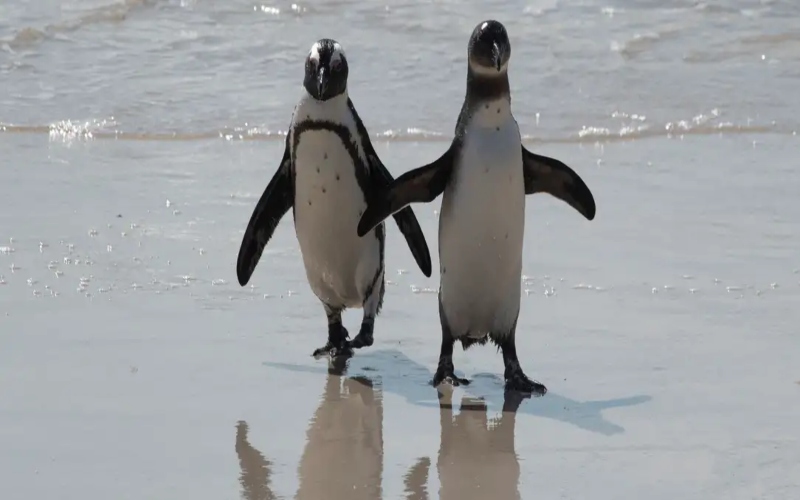 Report links 60,000 penguin deaths to sardine decline, poor fisheries management