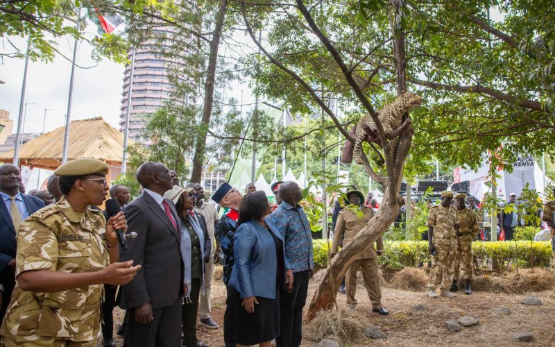 Elephant numbers soar as rare species decline, wildlife census shows