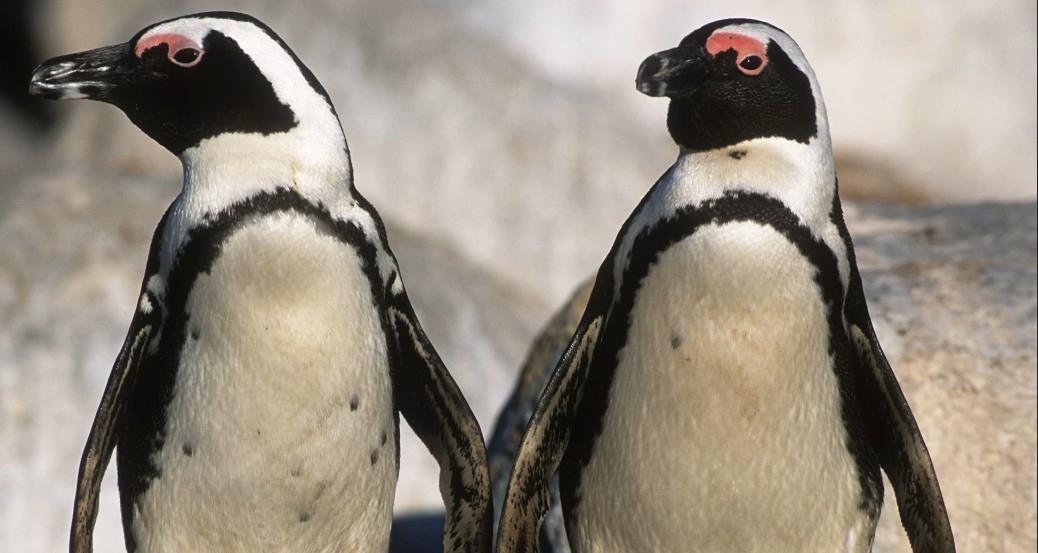 Over 60,000 African penguins died as sardines disappeared from South Africa’s waters, study finds