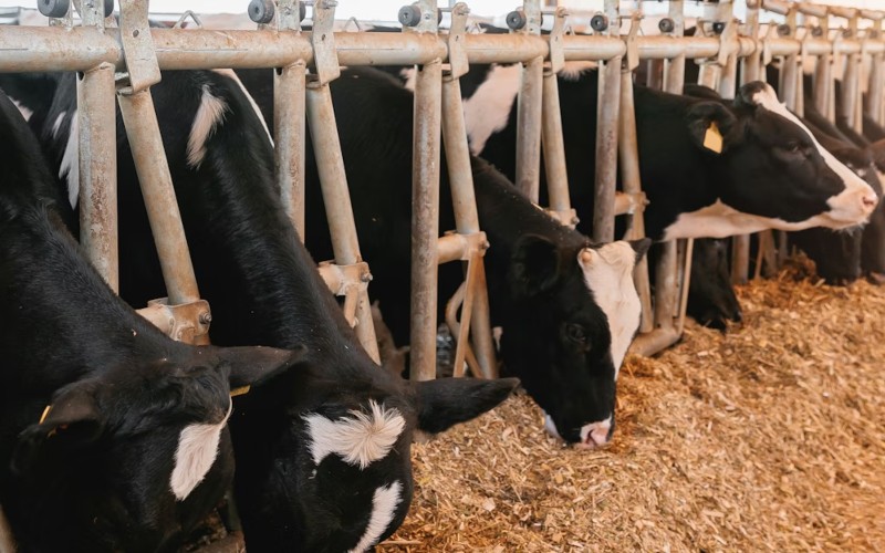 Factory farming in Africa: Development banks see it as a good idea, but it’s bad for the climate