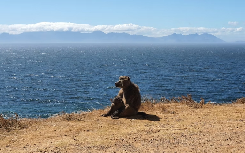 Managing conflict between baboons and people: what’s worked - and what hasn’t