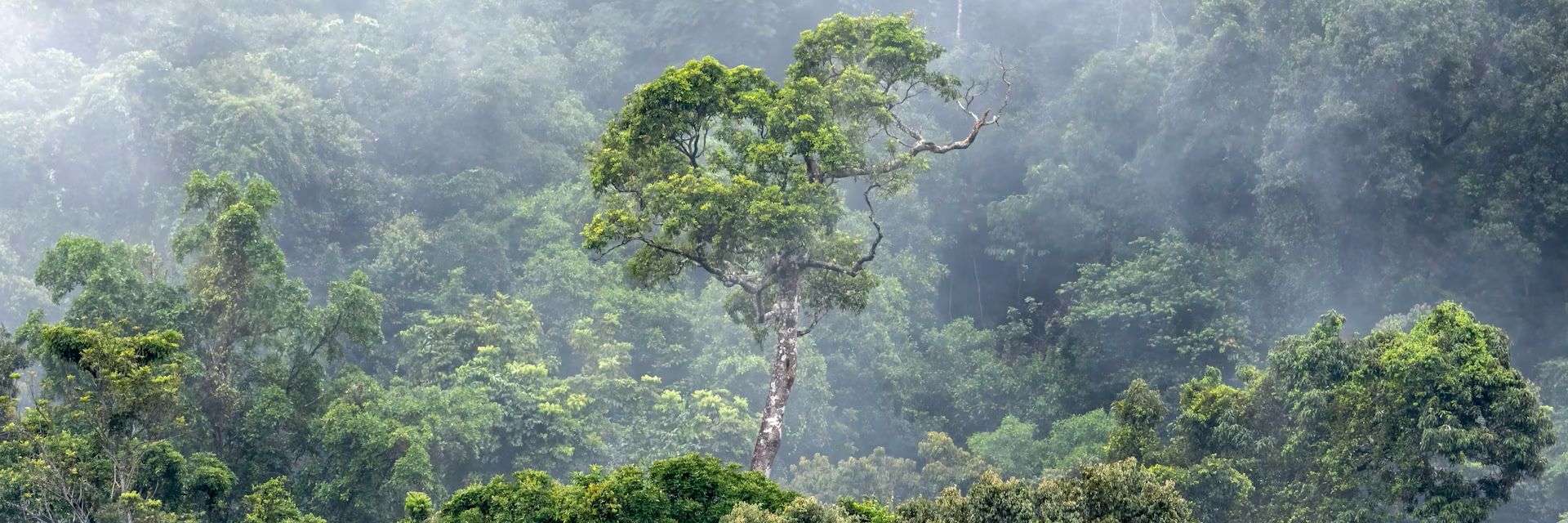 Millions of hectares are still being cut down every year. How can we protect global forests?