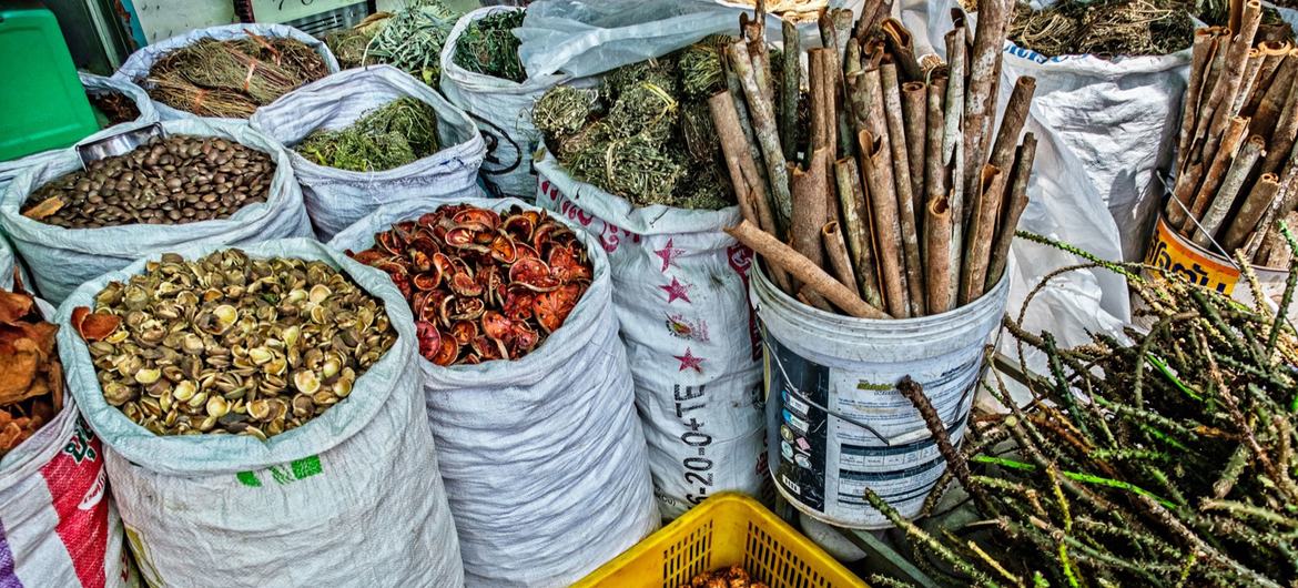 Traditional medicine is now a global reality: WHO