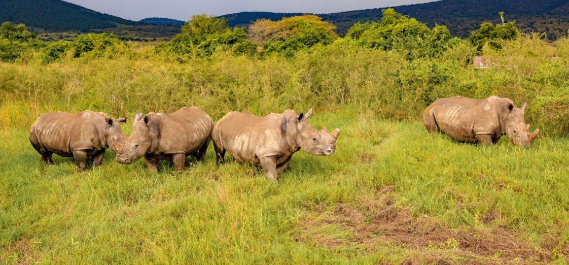 Study shows grazing and digging increase herbivores’ exposure to toxic soil elements