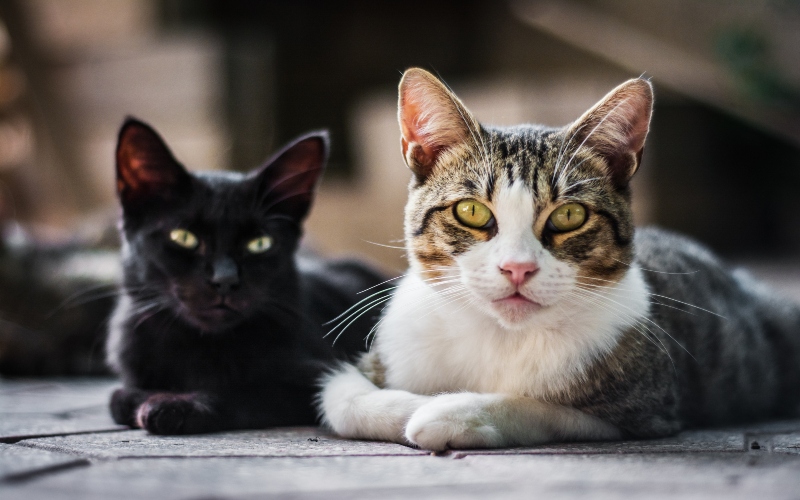 Owning cats in childhood may double risk of schizophrenia, review suggests