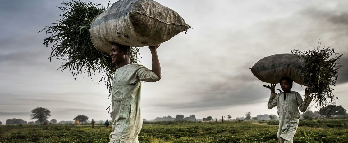 Violent conflicts are reshaping what Nigerian farmers grow: What this means for food security