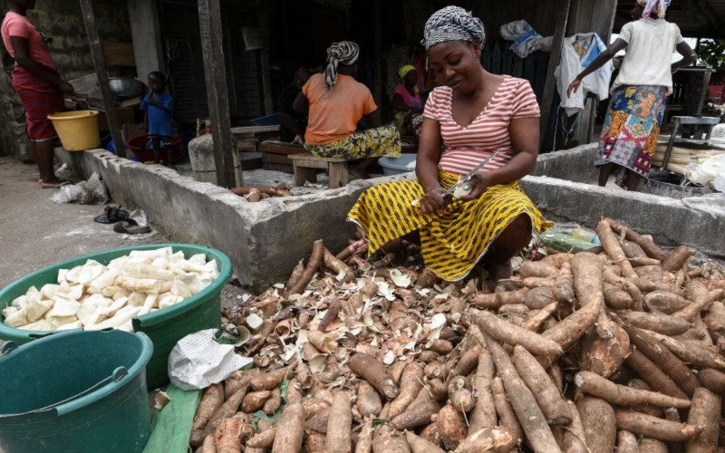 Climate change could pose a major risk to cassava in Africa: Study sets out what can be done now