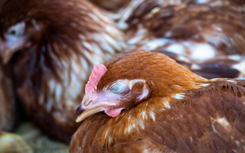 India orders culling of 20,000 birds amid bird flu outbreak