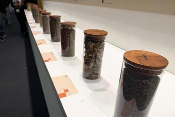 Why medicinal plants matter on World Wildlife Day