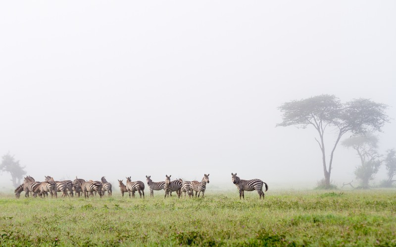 Tanzania issues warning against crossing flooded roads in Serengeti