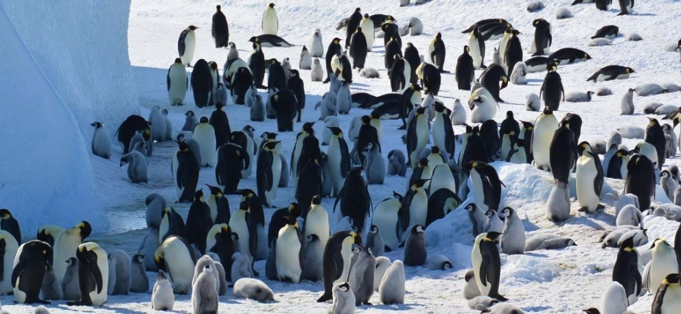 Emperor penguins declared endangered as climate crisis hits Antarctica