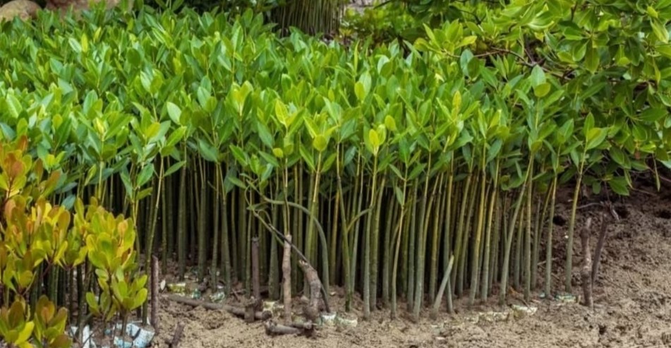 Kenya targets Guinness World Record in massive 24-hour mangrove planting drive in Mombasa
